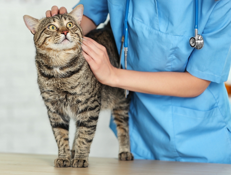 Veterinary Jobs in Plano